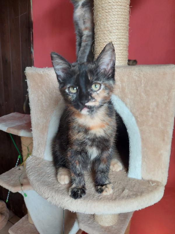 Penelope e Fiona, 3 mesi dolcissime aspettano una casa Foto 4